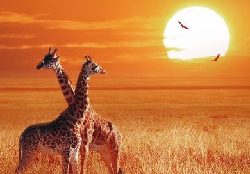 perché le giraffe hanno il collo lungo