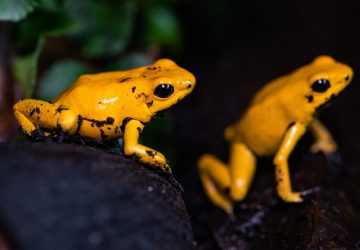 rana freccia velenosa