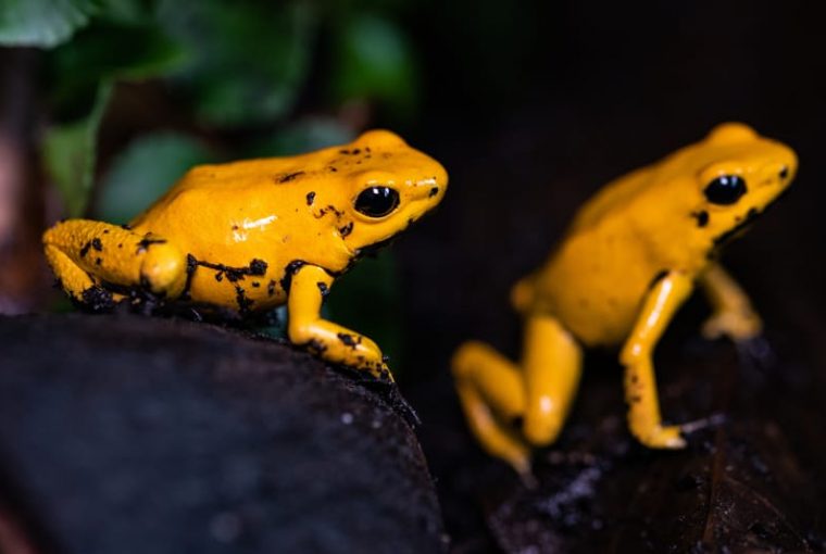 rana freccia velenosa