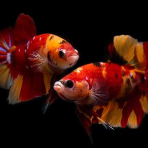 pesce combattente