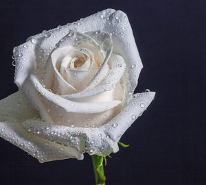 rosa bianca
