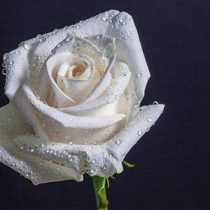 rosa bianca