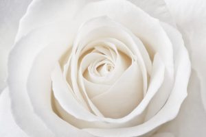 rosa bianca fiore