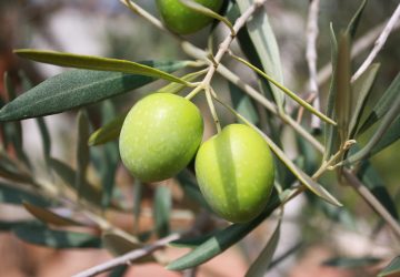 Olive per olio