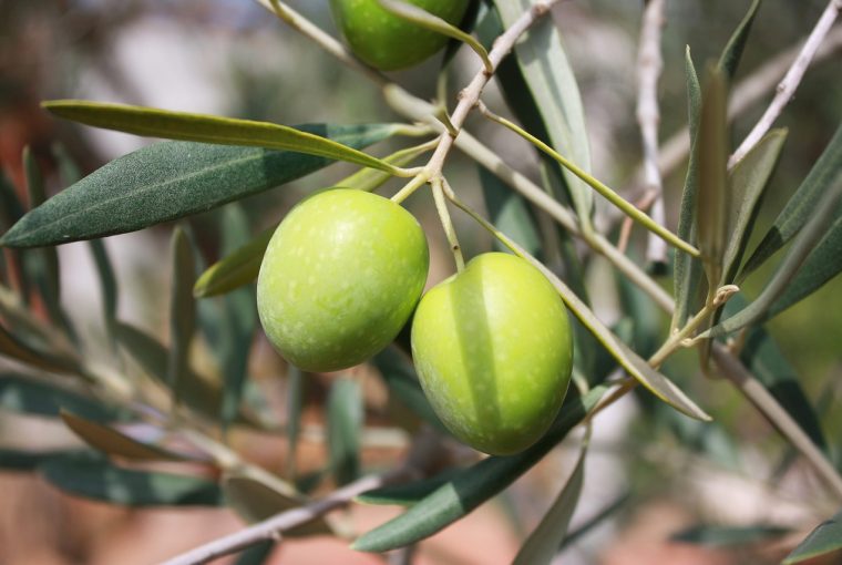 Olive per olio