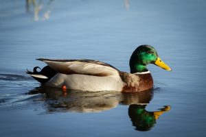 anatra in acqua