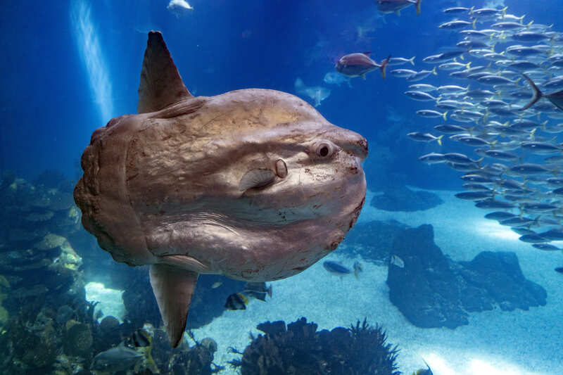 pesce luna in oceano