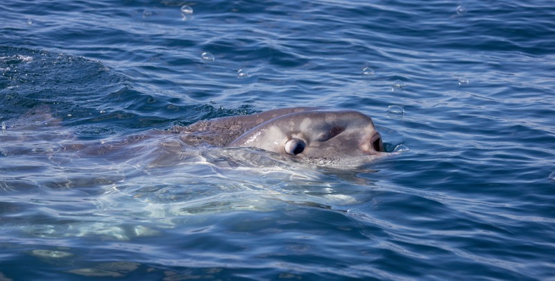 pesce luna in superficie 