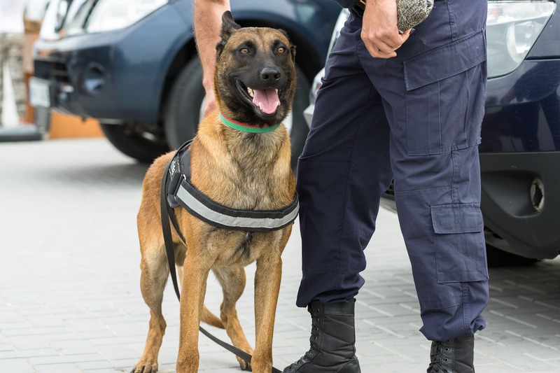 Malinois