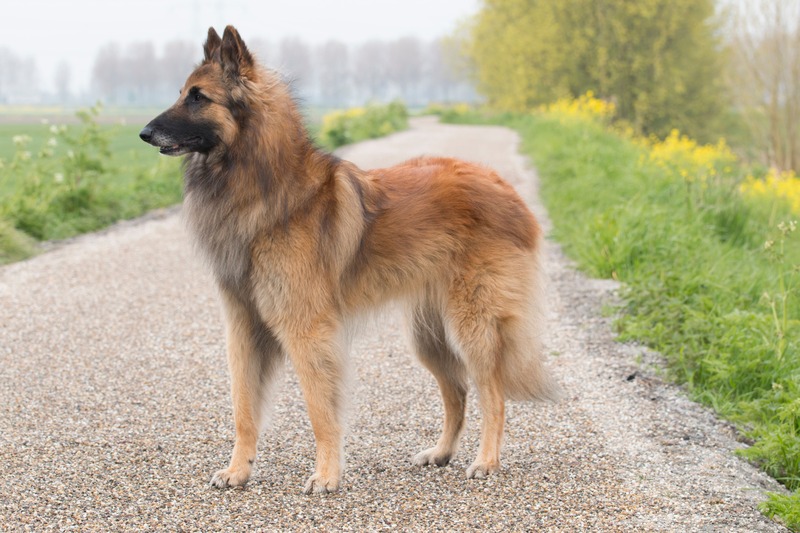 Tervuren