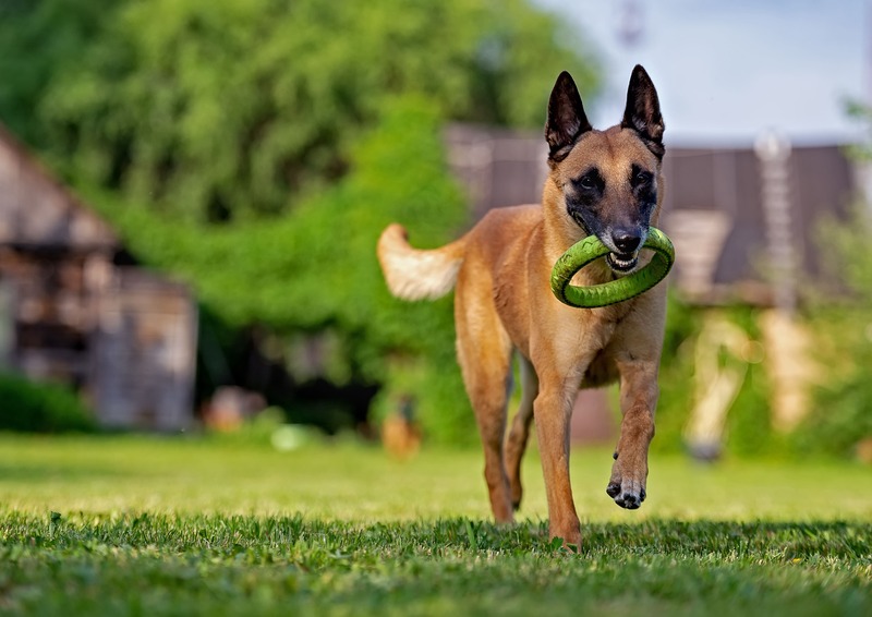 Cane da pastore belga con gioco in bocca