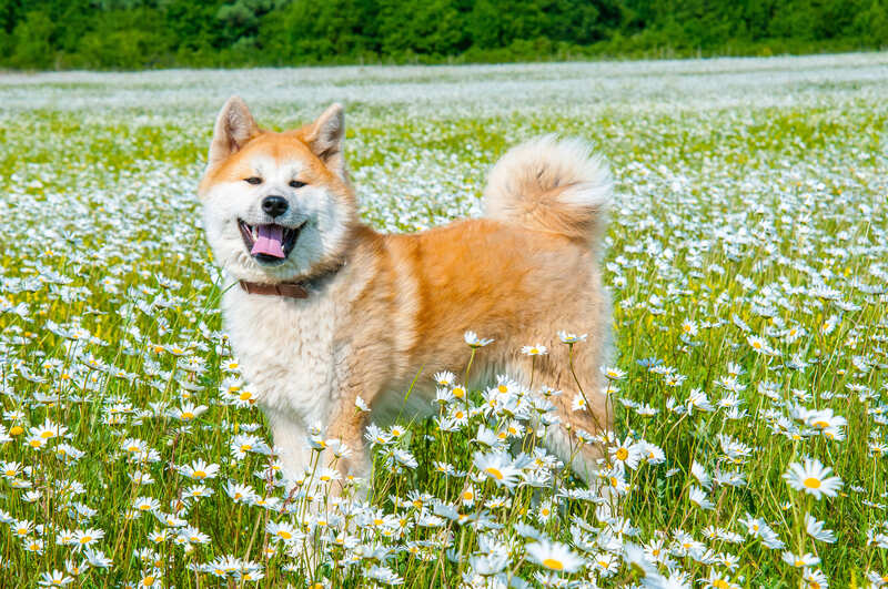 Akita