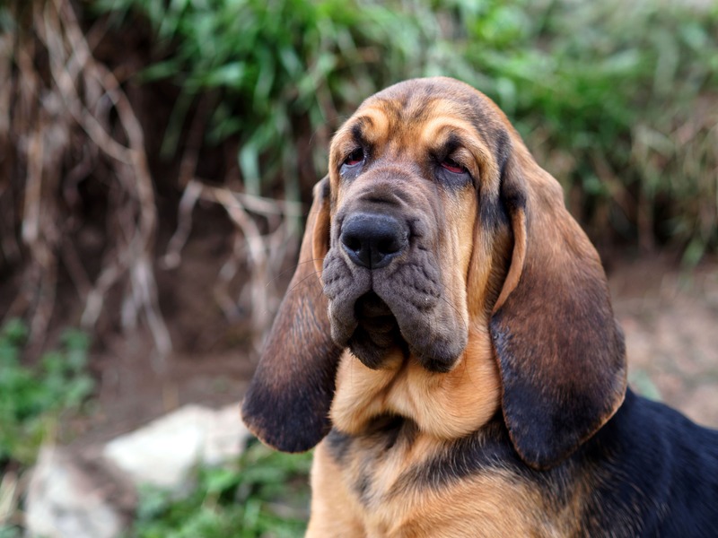 Bloodhound