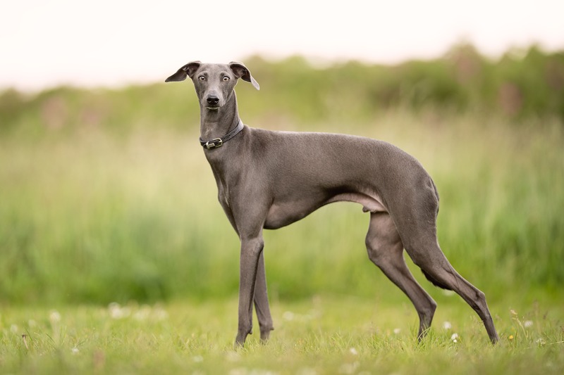 Greyhound